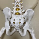 腰・首のヘルニア、脊柱管狭窄症とは？